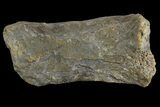 Fossil Amphibian (Eryops) Dorsal Vertebra Process - Texas #155143-1